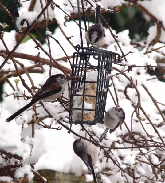 LongTailedTits10Eq_Br_NrSh_Medium.jpg