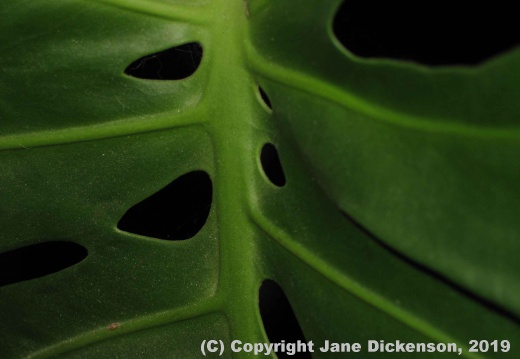 LeafVeryCloseUpMedium