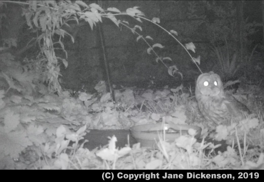 Owl Catching Mouse